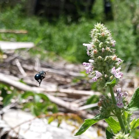 A small blue bee flying away from a catnip, or cat mint, flower cluster. The flowers are pinkish.