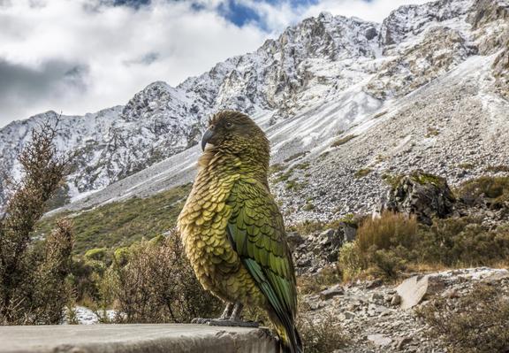  A kea, New Zealand’s native alpine parrot, stands in the foreground on a ledge. Its feathers are olive green with hints of orange and teal, and it’s facing sideways against a dramatic backdrop of snow-covered mountains and rocky alpine terrain near Otira.









