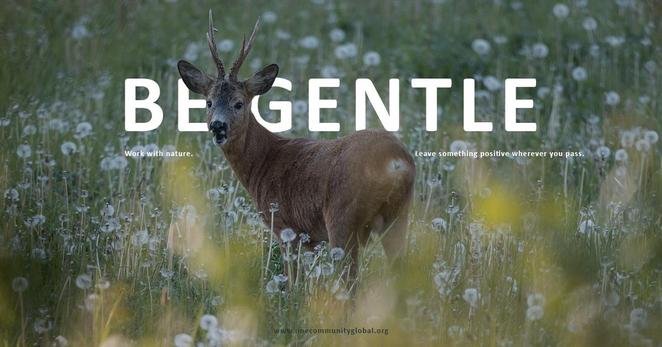 deer, forest, gentle