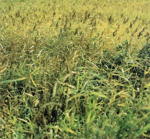 Long grass and reeds in a field, transitioning from in focus to blurry.