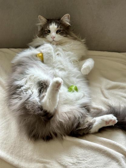 Thor, a fluffy grey and white half-Ragdoll cat, lounging on his back on a cream blanket on a grey sofa. One small green and one small yellow toy balls have been lovingly placed on his belly. 