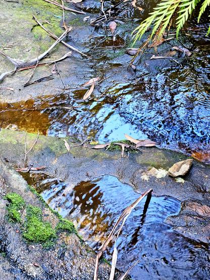 Fresh water flowing over sandstone reflects blue sky. There is fallen eucalyptus bark and leaf litter. Green moss in the lower left. Dharug and Gundungurra country.