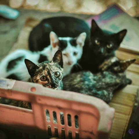 Kittens of various ages and colors look up from discarded crates, with only the foreground kitten, a tortoiseshell, in focus, illustrating Dear Pammy, Can kittens in a litter have different fathers?