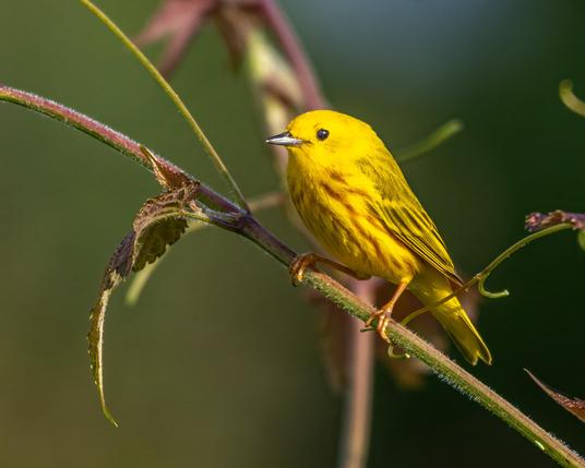 A Yellow Warbler perched on a branch, with blurred greenery behind it.
