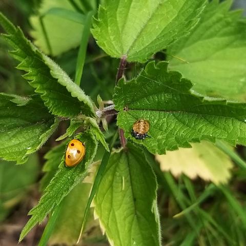 A red adult ladybird and a late larvae stage sitting on nettle leaves.