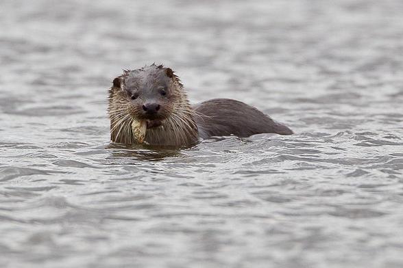 Nutria (Lutra lutra) flotando en el agua, mirando a cámara, con un pez en la boca. Su pelo está todo mojado. Foto: Juan Lacruz en Wikipedia ( https://commons.wikimedia.org/wiki/File:European_Otter_1.jpg )