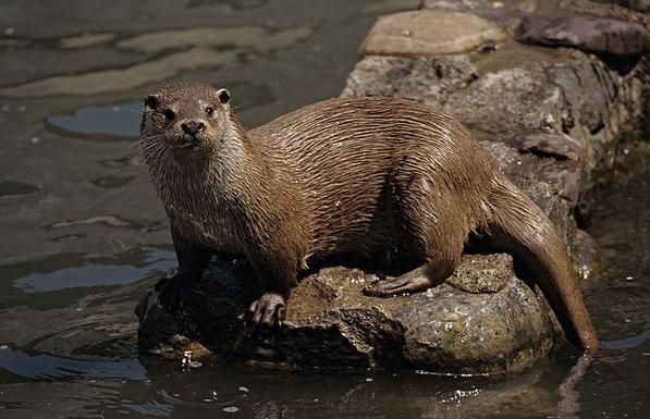 Nutria (Lutra lutra) sobre una roca que se adentra en el agua. Está mirando a la cámara, su pelo todo mojado. Foto: Foto Ardeidas en Wikipedia ( https://commons.wikimedia.org/wiki/File:Nutria_8._F._FOTO-ARDEIDAS.jpg )