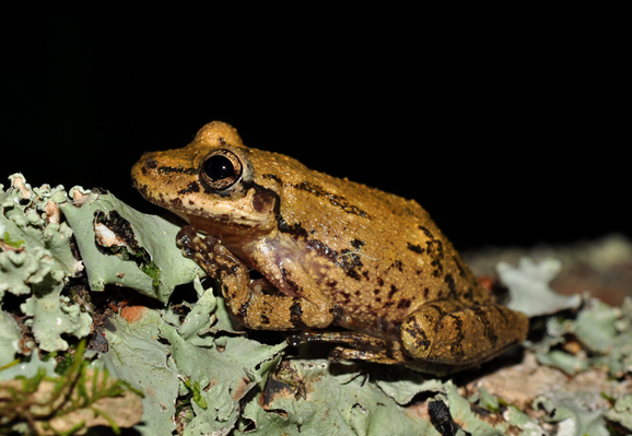 A caramel-colored frog with black stripes running down its back sits on what looks like a pile of dead leaves.