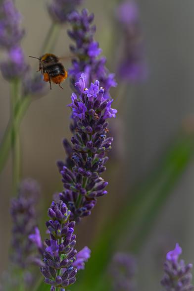 Hummel nach Blütenstaubernte im Flug.