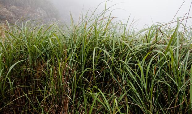 Volcanic gases from a fumarole behind grass.