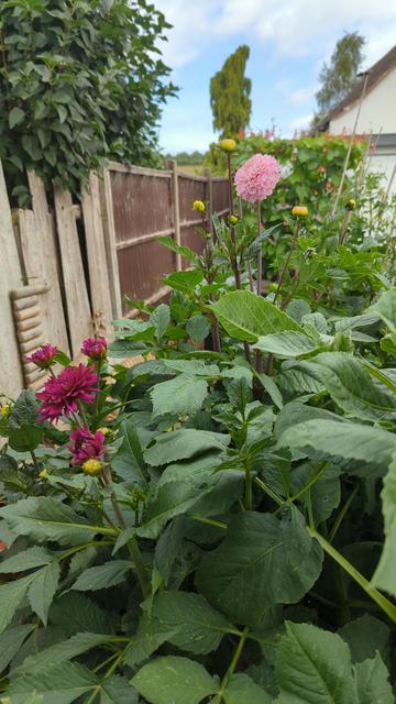 The raised bed of Dahlias in the front garden. This is far too early in the year, well have to see if judiciously dead heading keeps then flowering into October.