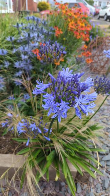 Eryngium, Agapanthus and Crocosmia in the raised mixed border in the front garden.