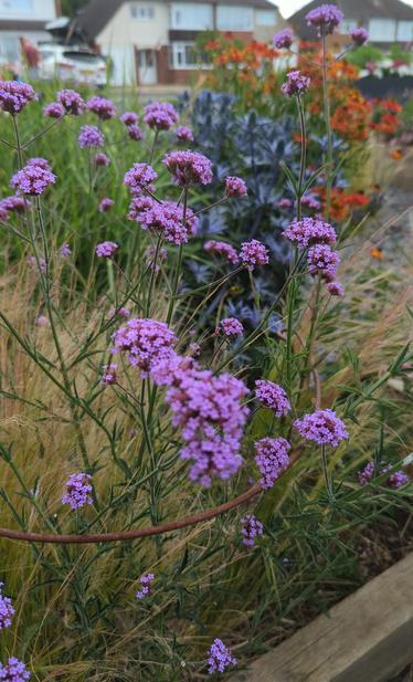 Verbena bonariensis with, Eryngium and Crocosmia in the background in the mixed raised square border.