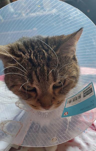 Kitty mit Trichter. Sie schaut mürrisch. ;)