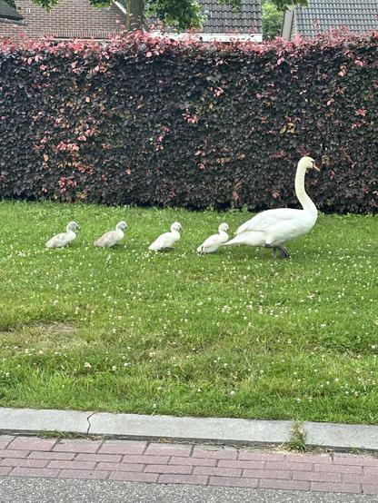 4 baby cygnets walk in a row behind their mother, in the grass side walk of a country side road