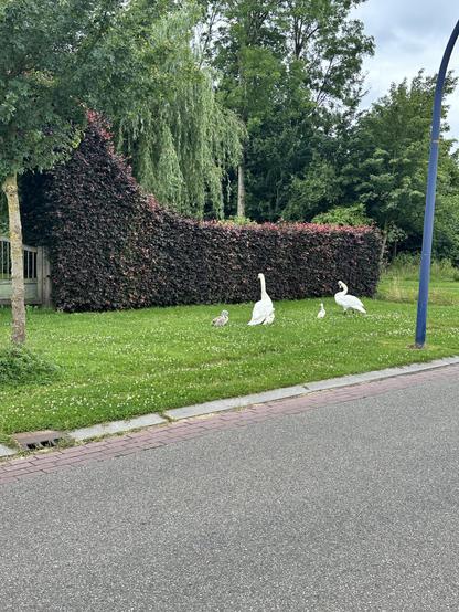 Family of 6 swans, 2 parents and 4 cygnets, walking as a group in the grass next to a country side road.