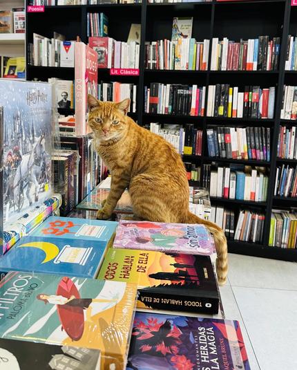 ALT

En la imagen, se observa un gato de pelaje naranja sentado sobre una mesa de cristal en una librería. El gato mira directamente a la cámara con una expresión tranquila. La mesa está repleta de libros con portadas coloridas, incluyendo títulos como "Harry Potter: El caldero loco" y "Paloma Brando: Filtrós". Al fondo, se ven estantes llenos de libros organizados en secciones, como "Poesía" y "Lit. Clásica". La librería tiene un ambiente acogedor y lleno de libros, con una variedad de títulos en español