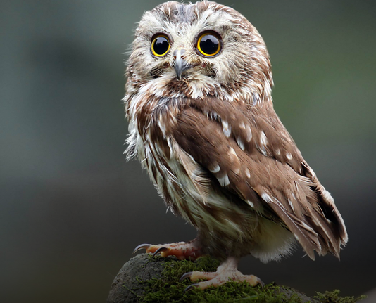 A small, wide-eyed owl perches on a moss-covered rock against a soft, blurred background of muted greens and greys. The owl has a rounded head and a compact body covered in soft, brown feathers with scattered white spots and streaks. Its large, round yellow eyes, outlined in black, dominate its expressive face, giving it an alert and curious expression. The feathers around its face form a subtle facial disk, enhancing its intense gaze. Its small, pale beak blends into the surrounding feathers, and its sharp talons grip the rock beneath it. The owl's overall appearance is both endearing and striking in its detail.