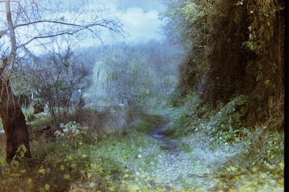 A somewhat blurry, faded photo of a path winding through a dense, overgrown forest, with bare trees on the left and thick green foliage on the right.