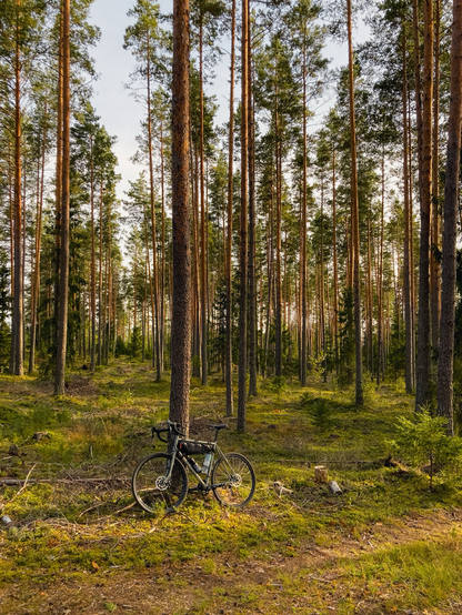 Gravelbike im Wald