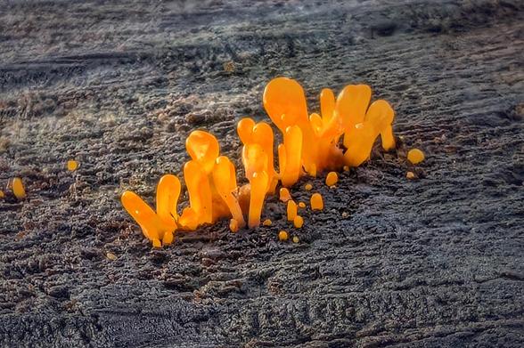The cut surface of a tree stump has a cluster of bright orange lumps erupting from it. They look glossy like candy and are elongated and rounded.