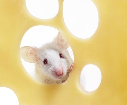 Mouse looking through hole in Swiss cheese