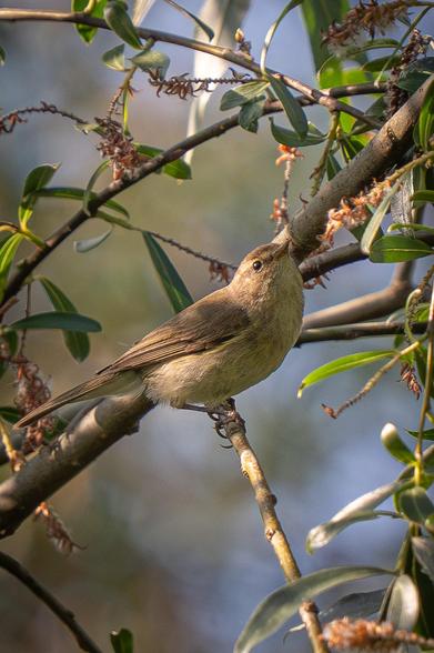 This side view shows a chiffchaff perched on a willow branch. The bird has raised its head, revealing an eye in which the sun is reflected.