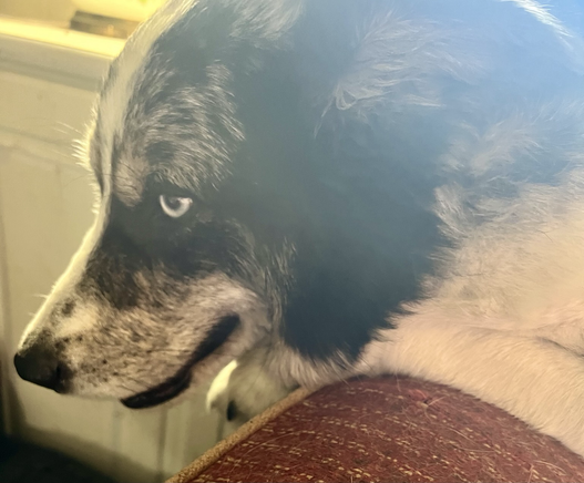 Photo of a large black and white and gray dog who feels very relaxed after being brushed.