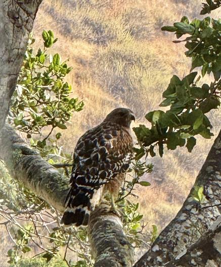 Red Shouldered Hawk perched on an oak tree