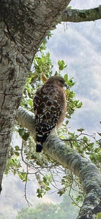 Red Shouldered Hawk perched on an oak tree