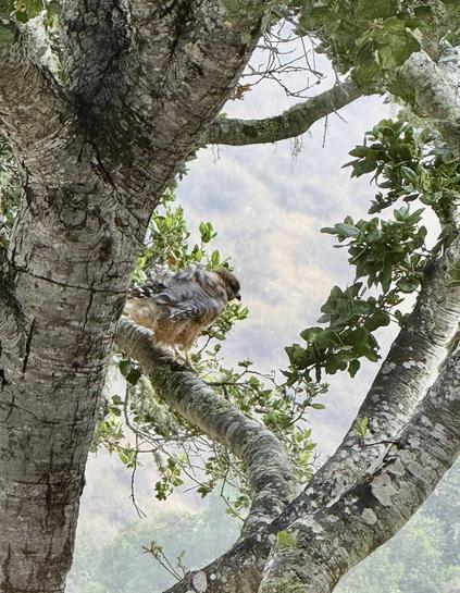 Red Shouldered Hawk perched on an oak tree shaking feathers