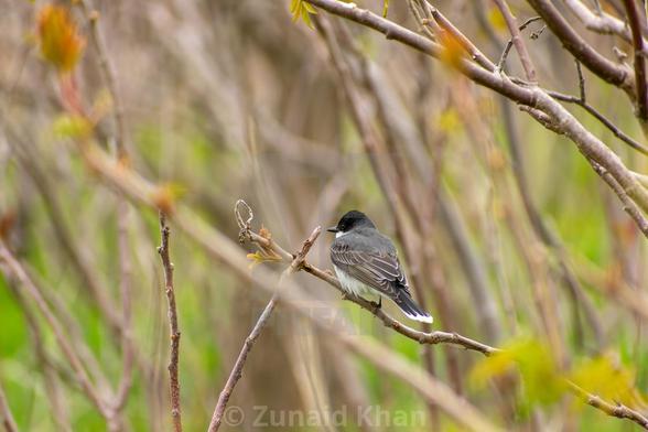 An Eastern Kingbird perched on a tree branch.
