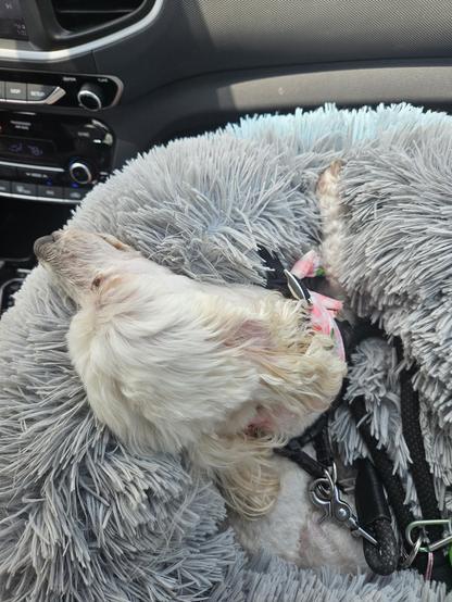 Little white dog fast asleep in a soft dog bed.