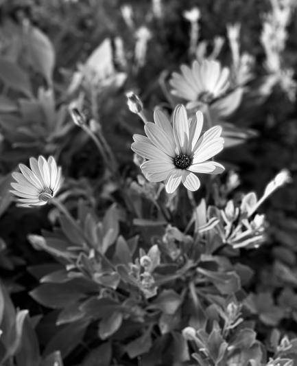Black and white flowers