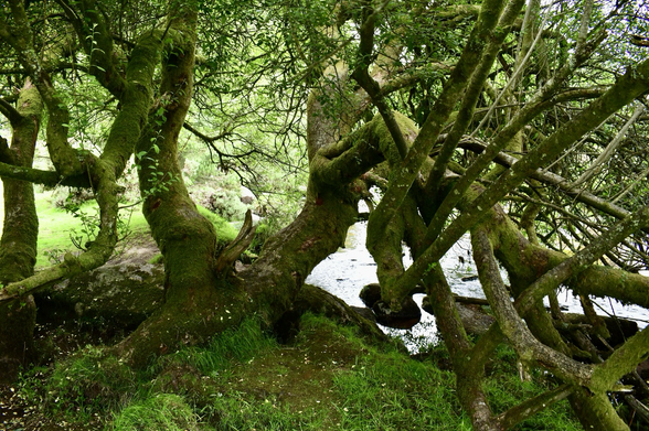 A willow hangs over a river.