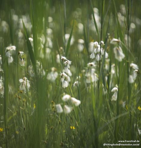 This image captures a picturesque field of white flowers, stretching out across the landscape. The flowers stand out against a lush green background, creating a peaceful and serene scene. The dominant colors in the image are various shades of green, with a hint of a golden accent color. The flowers are in full bloom, symbolizing the beauty of nature in springtime. The photo showcases the beauty of plants and grass in an outdoor setting, specifically in a meadow or field. The overall composition…