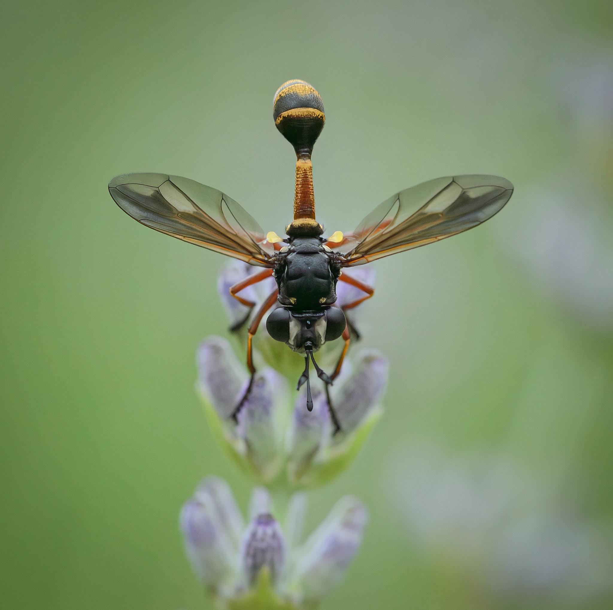 A close-up dorsal view of an insect sitting on a lavender flower. The insect has large black eyes, with white patches between them, has a black thorax, and a thin-waisted brown and yellow abdomen which becomes bulbous and striped yellow and black at the end. Its wings are spread wide and are partly transparent, partly translucent brown. It has bright yellow calypters at the base of the wings. Its legs are orange, yellow, and black. A close-up dorsal view of an insect sitting on a lavender flower. The insect has large black eyes, with white patches between them, has a black thorax, and a thin-waisted brown and yellow abdomen which becomes bulbous and striped yellow and black at the end. Its wings are spread wide and are partly transparent, partly translucent brown. It has bright yellow calypters at the base of the wings. Its legs are orange, yellow, and black.