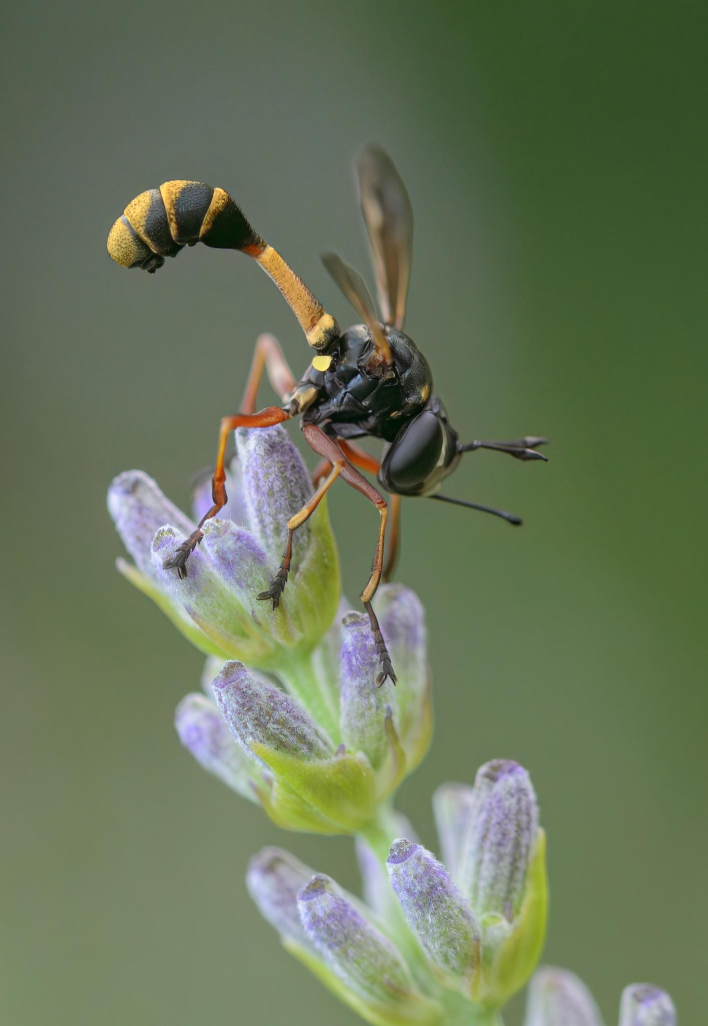 A close-up lateral view of the same insect sitting on a lavender flower. The insect has large black eyes, with white patches between them, has a black thorax, and a thin-waisted brown and yellow abdomen which becomes bulbous and striped yellow and black at the end. Its wings are spread wide and are partly transparent, partly translucent brown. It has bright yellow calypters at the base of the wings. Its legs are orange, yellow, and black. It also has large black antennae. A close-up lateral view of the same insect sitting on a lavender flower. The insect has large black eyes, with white patches between them, has a black thorax, and a thin-waisted brown and yellow abdomen which becomes bulbous and striped yellow and black at the end. Its wings are spread wide and are partly transparent, partly translucent brown. It has bright yellow calypters at the base of the wings. Its legs are orange, yellow, and black. It also has large black antennae.