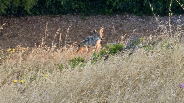 A small coyote stares into the tall brown grass on a hillside. 