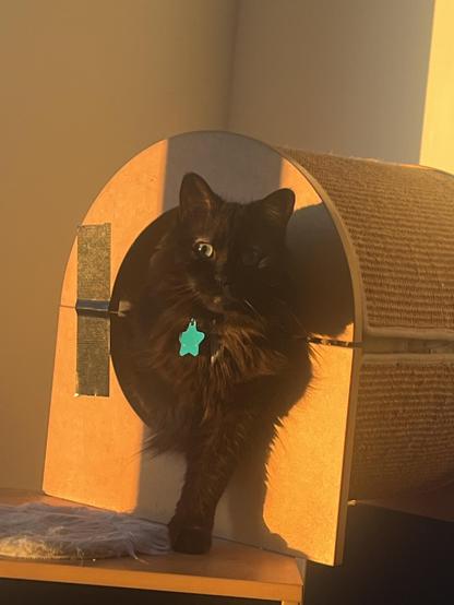 their fluffy black and brown cat with big green eyes sitting inside a roofed wooden cat bed as the sun sets in a nearby window casting dramatic lighting and shadows. she has a blue star tag hanging from her collar
