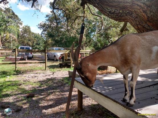 A tan goat with horns and tiny ears is standing on a deck that surrounds an old oak tree. A rake handle is leaning against the deck adn the goat is using it to rub between her horns.