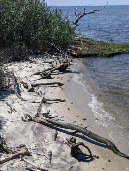 A small, secluded beach cove with weathered driftwood scattered across pale sand. The shoreline curves gently where calm blue water meets the beach, creating small waves that lap at the sand. Dense green vegetation, including tall grasses and shrubs, frames the upper portion of the beach. Several pieces of bleached driftwood of various sizes lie strewn across the sandy area, some appearing quite large and gnarled. A few bare tree branches extend into the scene from the vegetation. The water appears clear and peaceful, with some green algae or seaweed visible near the waterline. The overall scene has a natural, undisturbed quality typical of a quiet coastal area.