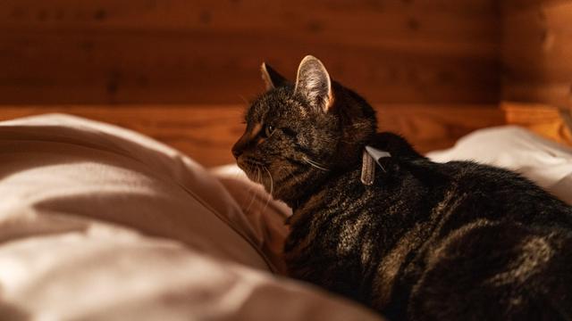 Very cute tabby cat relaxing in bed.