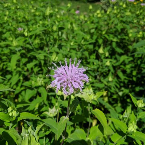 Bee balm flower, monarda, that is pink in color. It has spiky petals in a cluster. The background is 95% bee balm foliage.