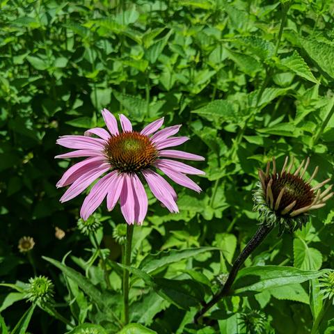 A purple coneflower that has pink petals and looks sorta like a daisy except it's 4 feet in the air.