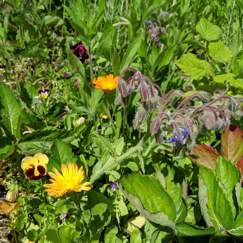 Two deep yellow calendula flowers, yellow pansies, dark purple pansies, blue borage, strawberry plants, yellow/white/purple viola tricolors, a hazel sapling, some small eastern europe type sage, many things really.