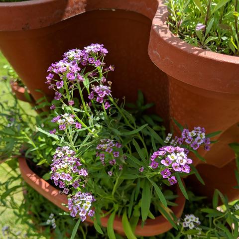 Multi-colored alyssum flowers that is part of a stacked pot setup. The color ranges from white to purple with shades of pink along the way. There is also lobelia plants mixed in but not blooming.