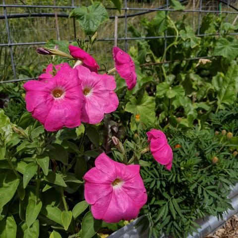 A half dozen large pink flowers in a raised vegetable garden bed that also has beetroot, cucumbers, small cantaloupe melons, marigolds, some fireweed, and much more.