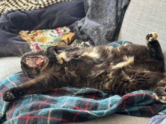 Doris, a tortoiseshell cat, lying on her back on a plaid rug on a sofa, yawning and stretching.