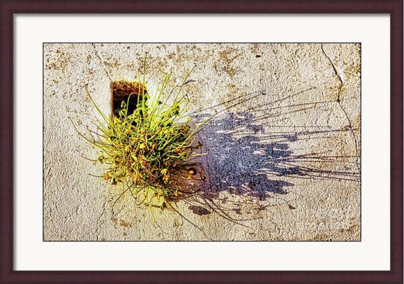 Unexpectedly, a small plant with multiple stems and leaves emerges from a rectangular hole in a weathered concrete wall, its long shadow stretching in the sunlight. Framed print photograph for sale